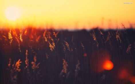 sunset-grass-field-510x318.jpg